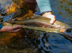 Fishpond Nomad® Middle Fork Net-